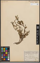 Foto von Salix retusa L.